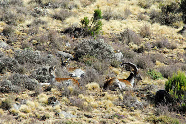 A second group of Walia Ibex, also near Chenek