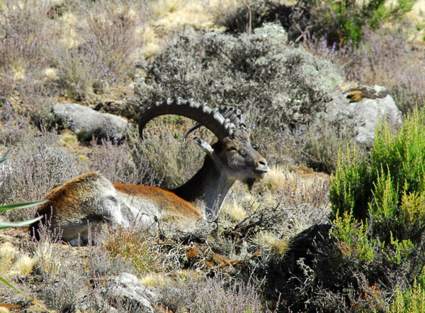 Walia Ibex, Simien Mountains National Park