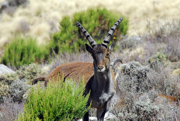 Walia Ibex, Simien Mountains National Park