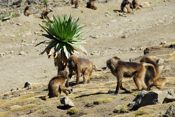 Even here at this high altitude, near 4200m, there are Gelada