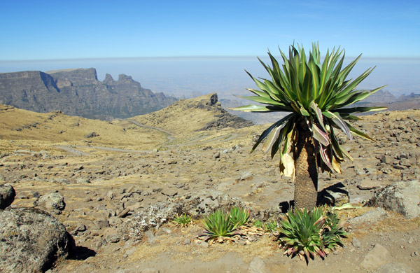 Giant Labelia at 4200m