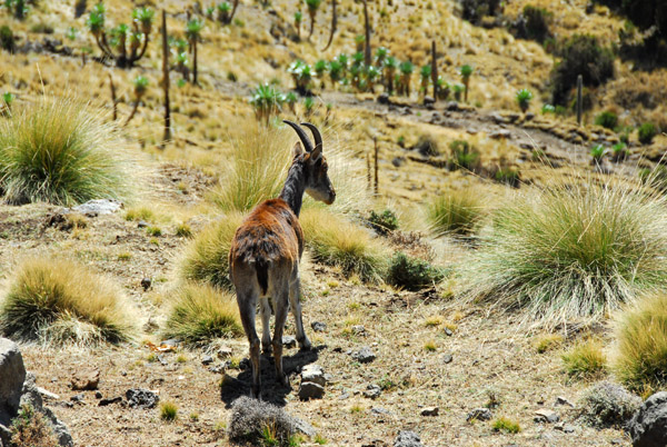 Another brief Walia Ibex encounter