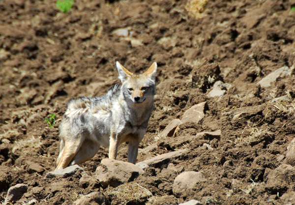 Golden jackal (Canis aureus) Simien Mountains, Ethiopia