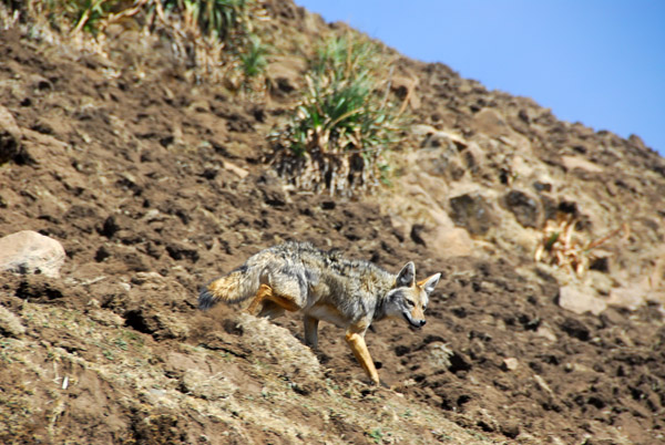 We didn't manage to spot the rare Ethiopian wolf