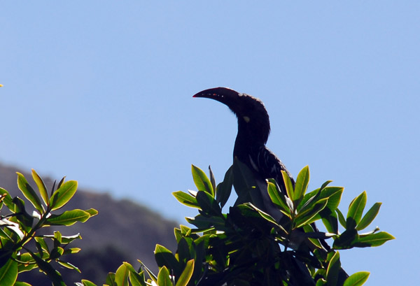 Hemprich's Hornbill (?), Simien Mountains