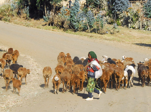Young girl herding sheep outside Debark