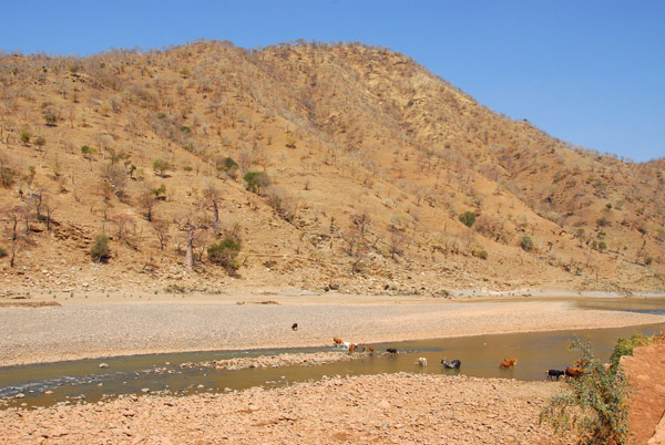 Cattle crossing the Tekeze River