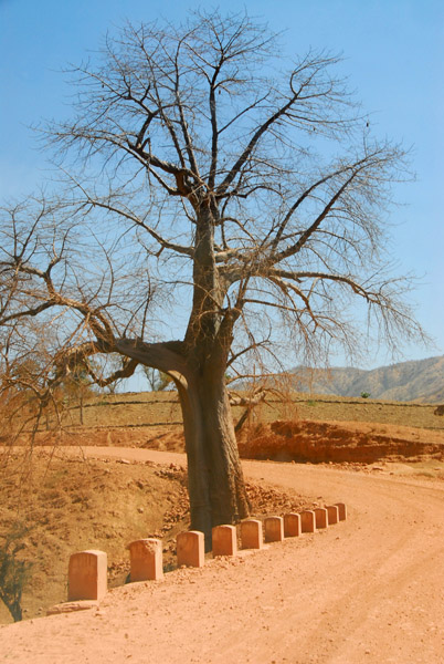Baobab along the dusty red road