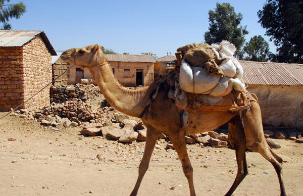 Pack camel, Endabaguna