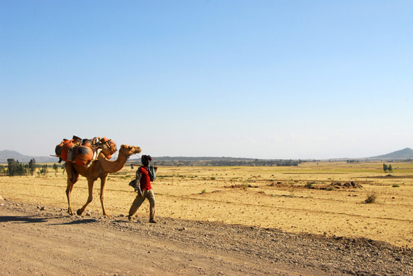 Pack camel with large pottery jugs being led along the Shire-Axum Road