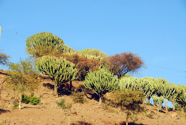 Succulent vegetation outside Axum