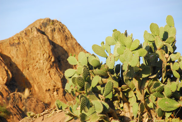 Cactus and rocky peak, Axum