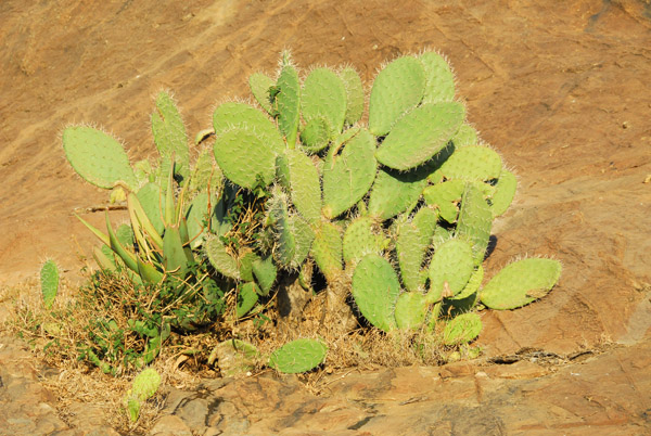 Prickly pear cactus, Axum