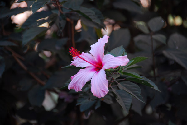 Flower in the garden of the Yeha Hotel, Axum