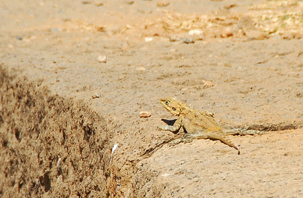 A small lizard, Axum