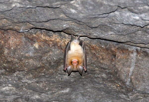 Small bat in the Tomb of Gabra Masqal, Axum