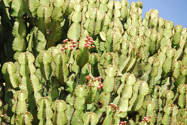 Cactus-like plant bearing fruit