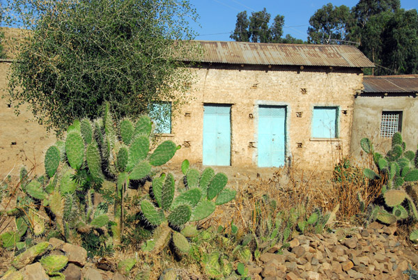 Cactus, Axum