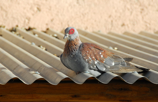 Speckled pigeon, Axum