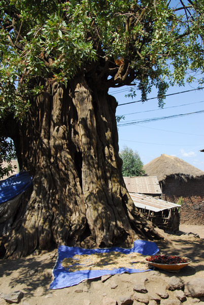 Large old tree, Lalibela
