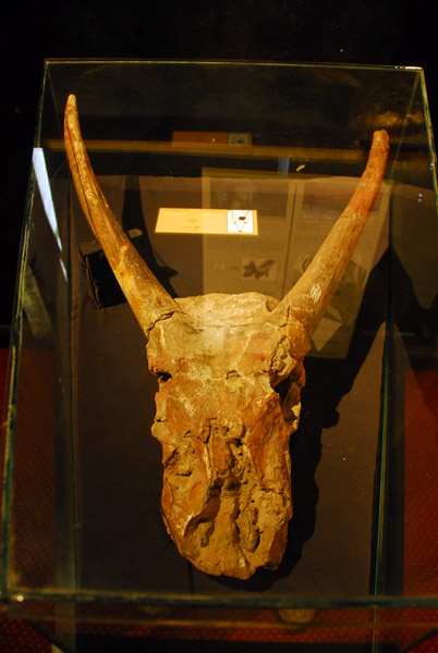 Ancient cattle skull, National Museum of Ethiopia