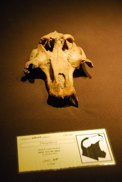 Fossil of Theropithecus, 2.5 million years old