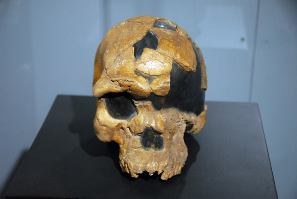 Skull of ancient man, National Museum of Ethiopia