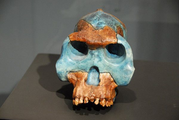 Reconstructed skull of Australopithecus garhi (2.5 million years ago)