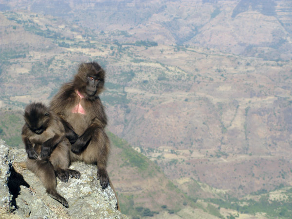 Gelada Baboons on the cliff, Simien Mountains National Park
