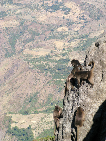 Young Gelada scampering along the steep cliff face