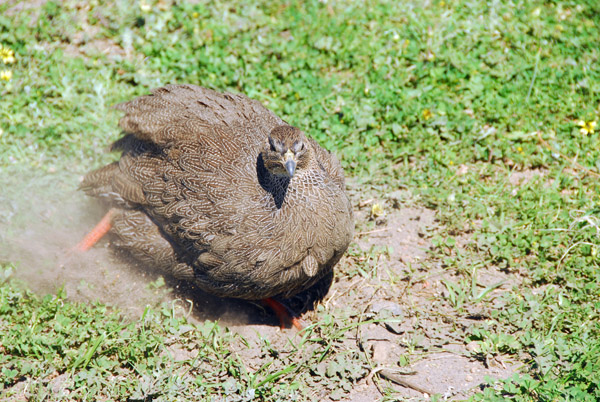 Bird nesting in the sandy soil, Signal Hill