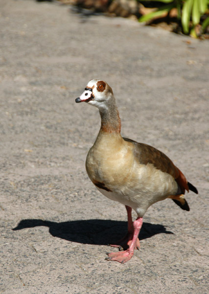 Egyptian goose, Cape Town