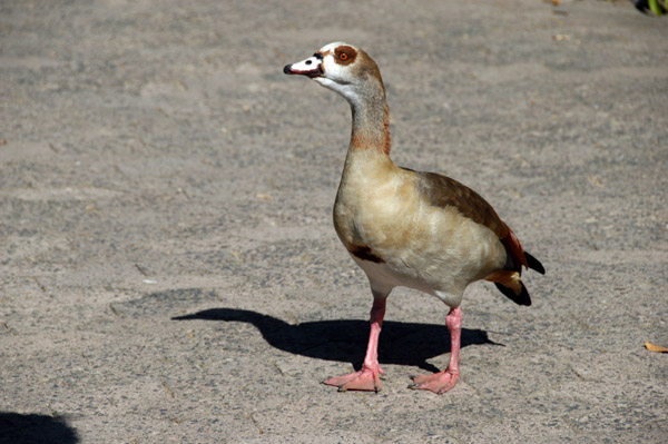 Egyptian Goose (Alpochen aegyptiacus) Cape Town