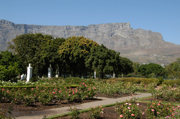 Rose Garden, Company's Gardens, with Table Mountain