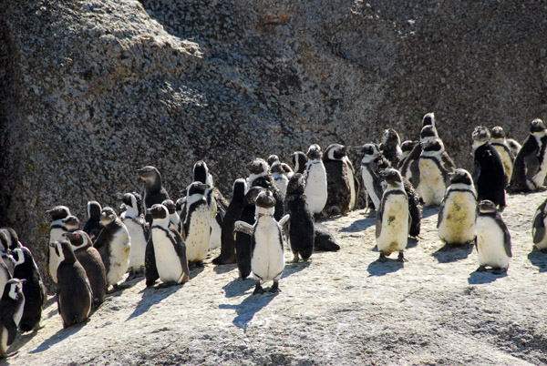African Penguins during molting season (October)