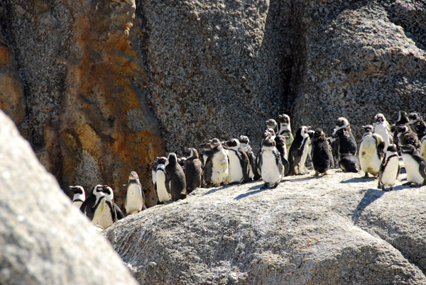 During the molting season, the penguins stay out of the water