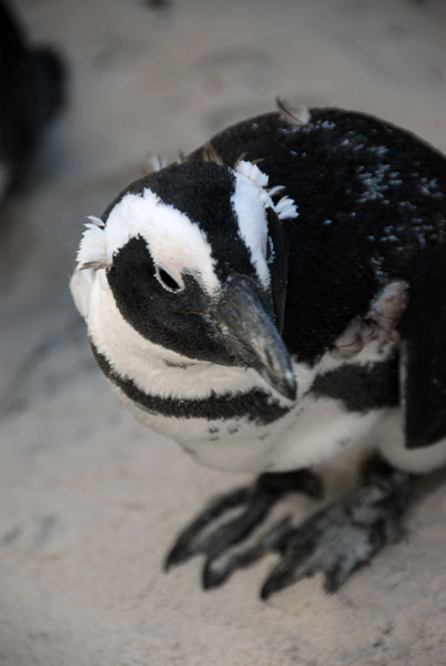 African penguin, also called Jackass penguin