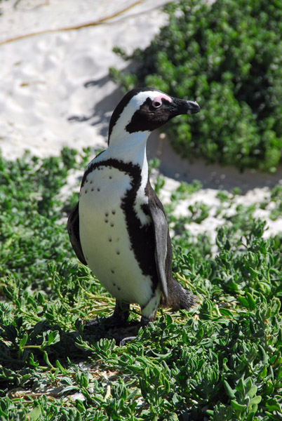 African penguin, Boulders Beach