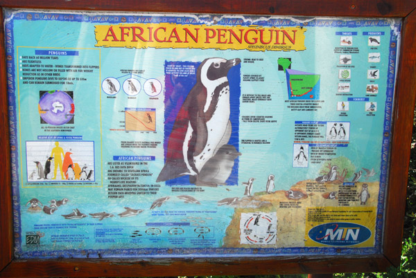 About African Penguins...