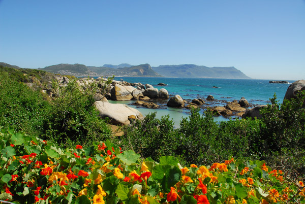 Boulders Beach with flowers
