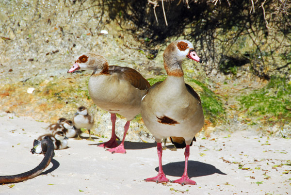 Egyptian geese with young