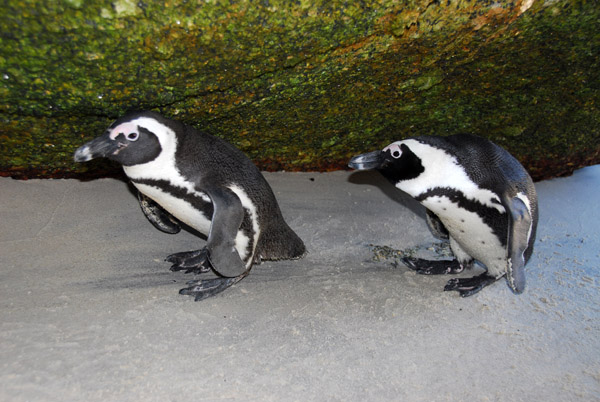 A pair of African penguins under a rock