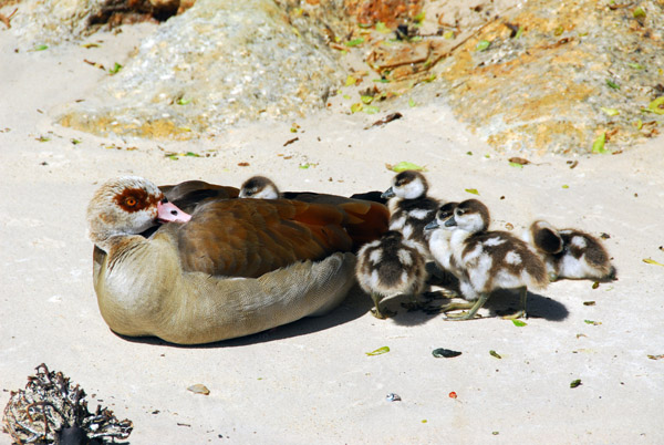 Egyptian goose with goslings