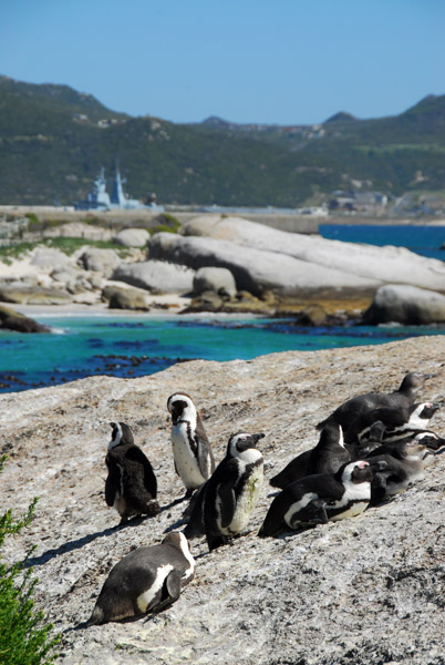 Boulders Beach