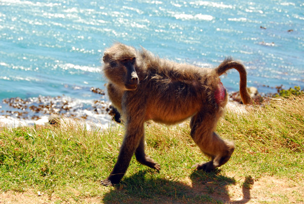 Chacma Baboon along Miller's Point Road, Fale Bay