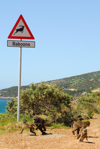 Baboons, Cape Peninsula, South Africa