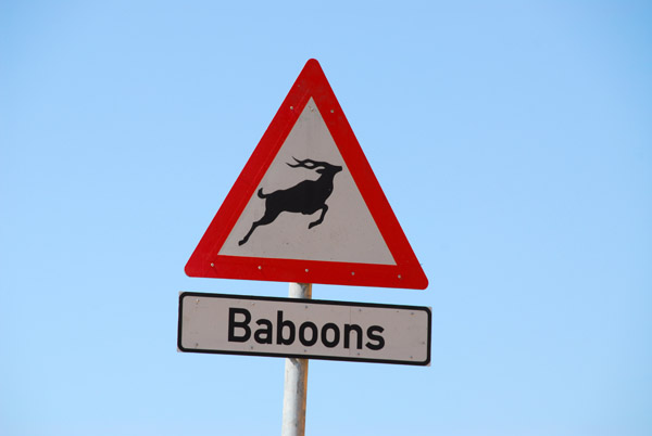 Wildlife crossing - Baboons - South Africa