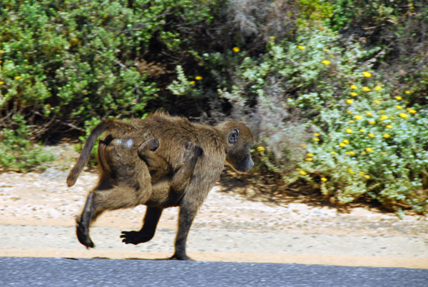 Mom running with baby hanging on tight