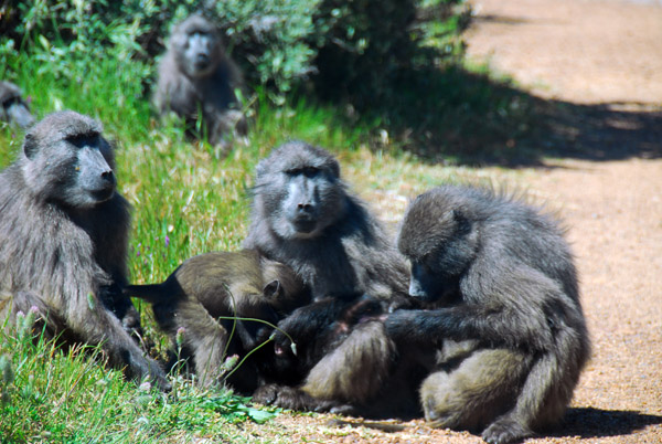 Another group of baboons farther along the road