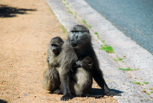 Chacma Baboons, Cape Peninsula